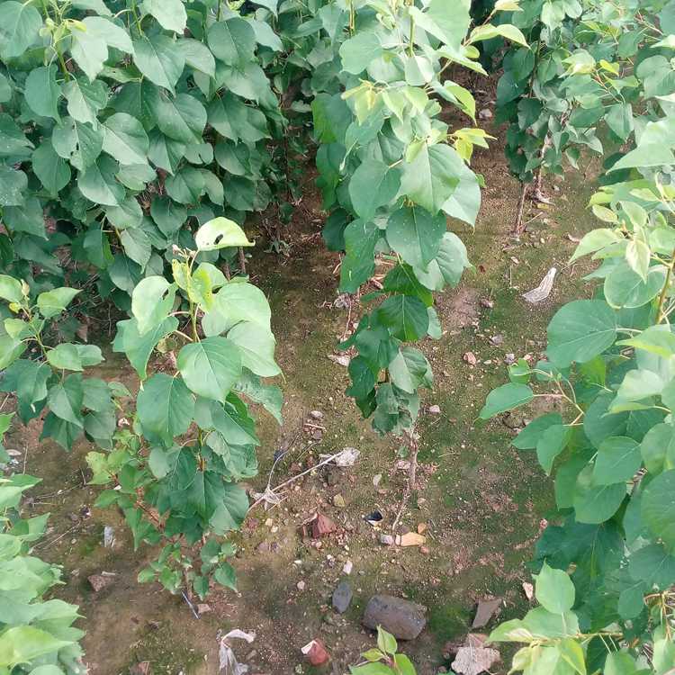 5公分油杏樹苗批發價格 看鋪挖苗