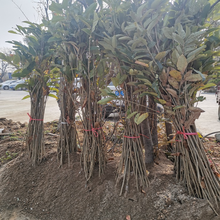 1米高華光板栗苗 苗圃銷售