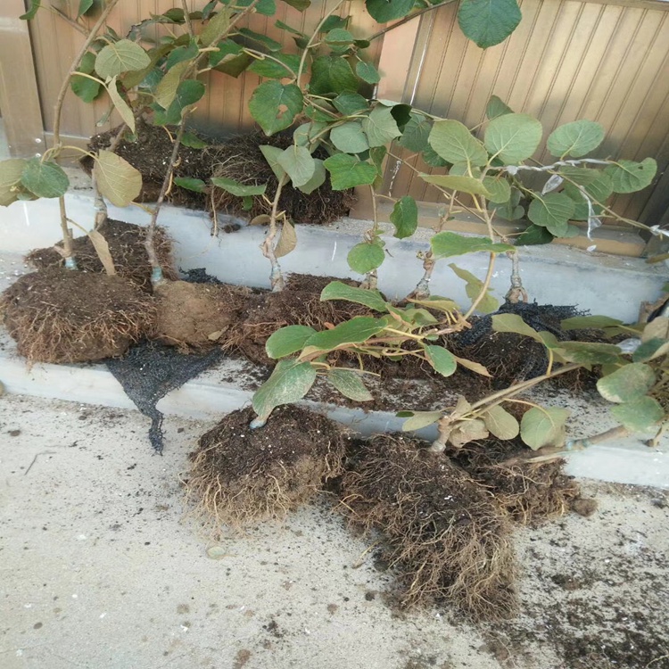 一年生黃心獼猴桃樹苗怎么種植 批發(fā)零售