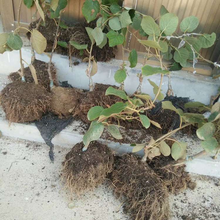 嫁接獼猴桃樹苗2020年價格 價格優惠