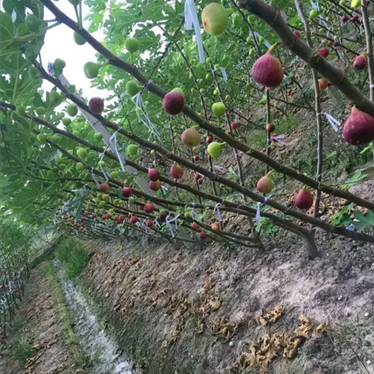 批發日本紫果 品種齊全