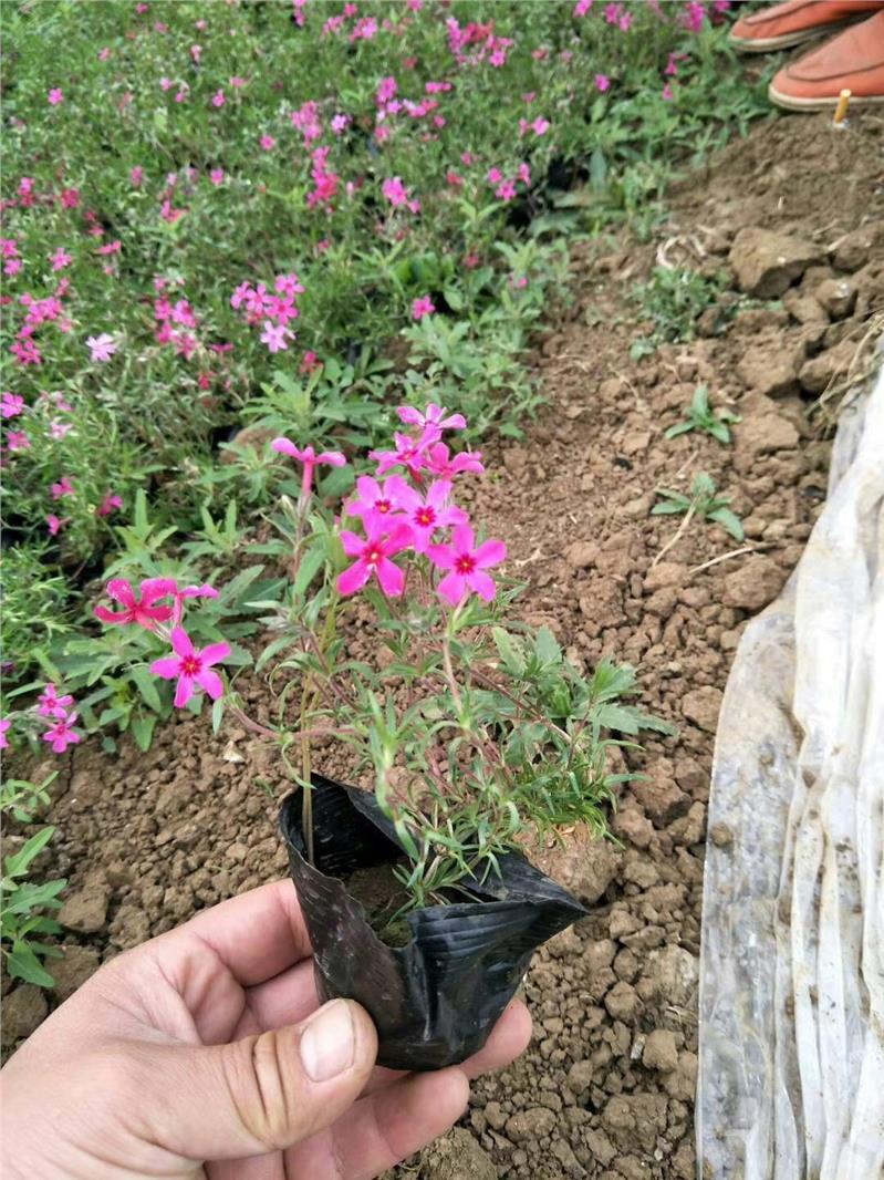 宿根草花丛生福禄考批发