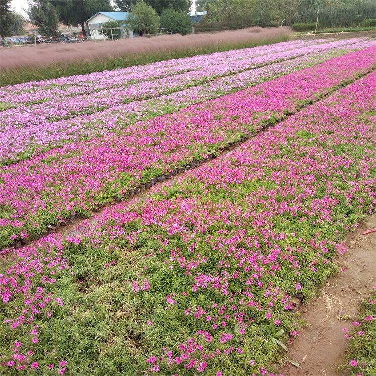 乌海丛生福禄考种植基地