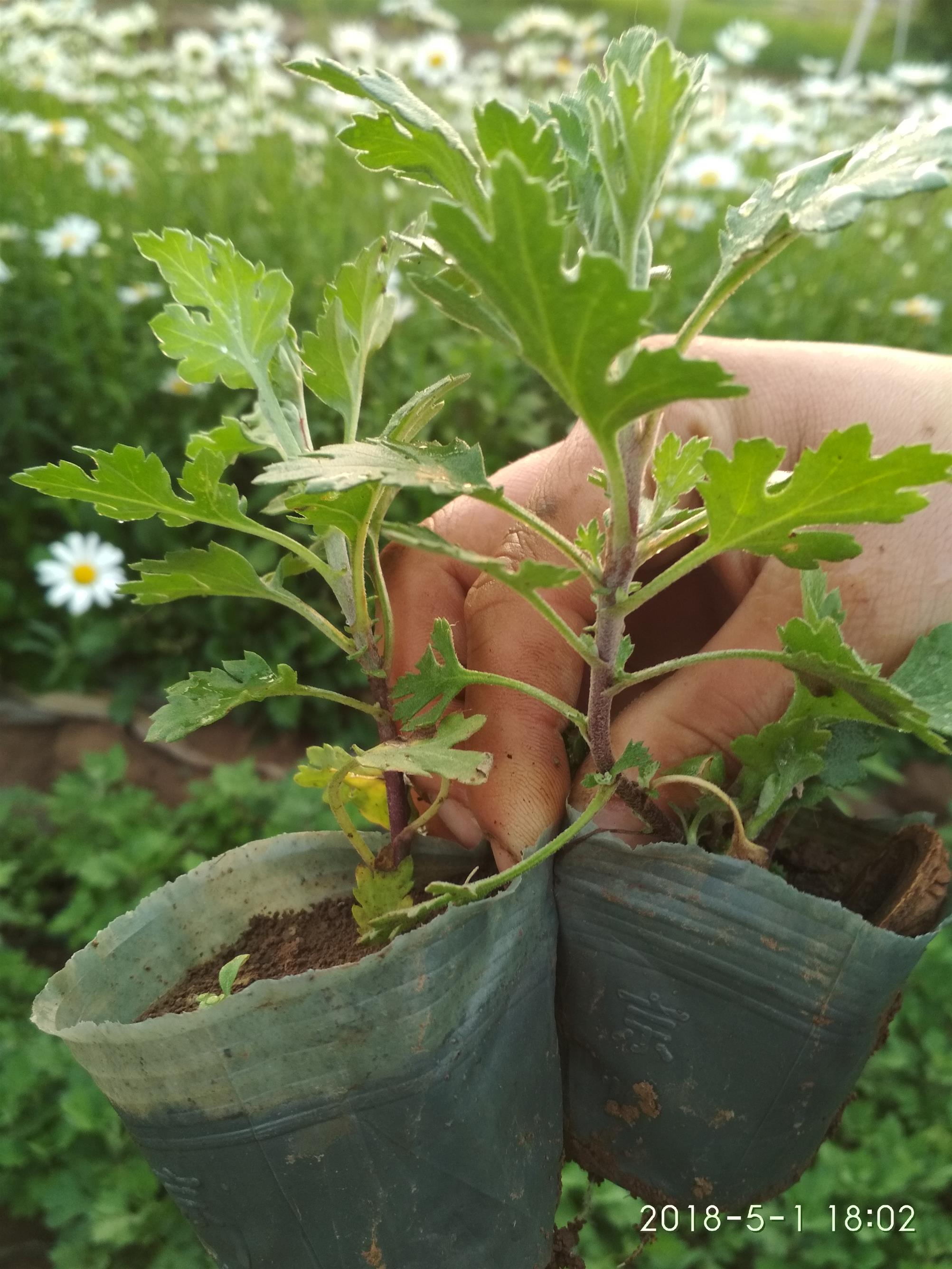 烏蘭察布宿根草花價(jià)格 宿根花卉 歐石竹種植批發(fā)基地