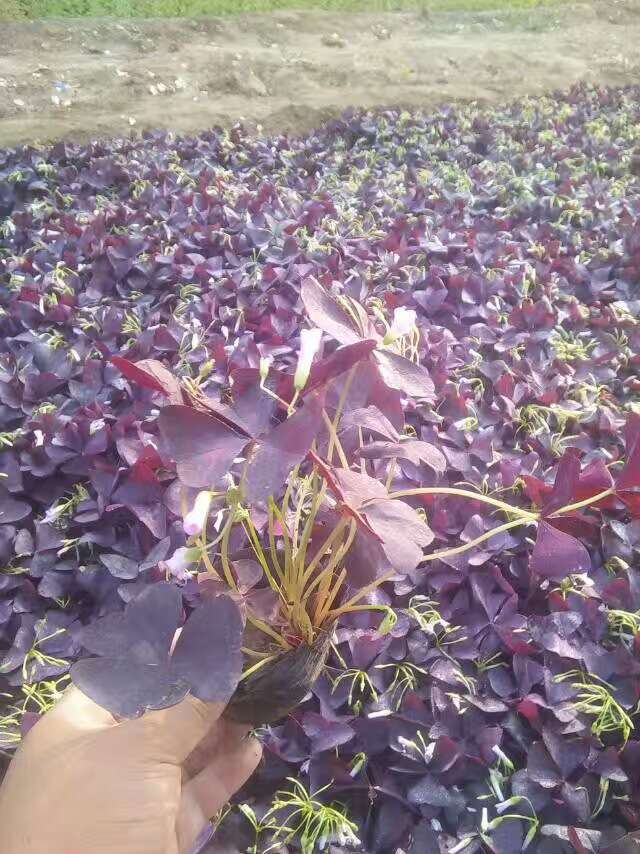 金昌宿根草花基地