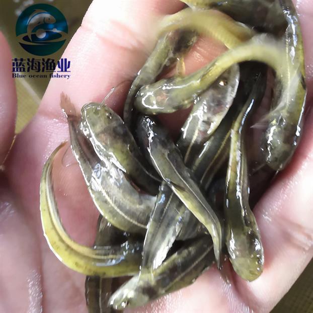 珠海大口鲶鱼苗价格