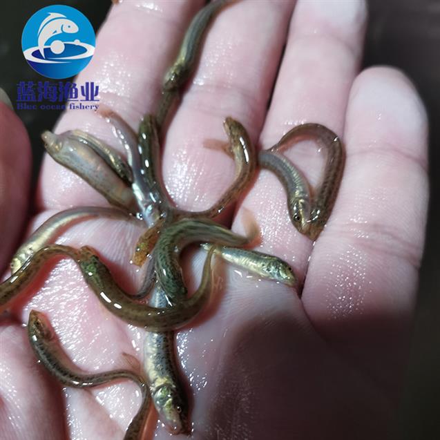 懷化泥鰍魚苗報價 正宗閩臺泥鰍魚苗 運輸技術安全