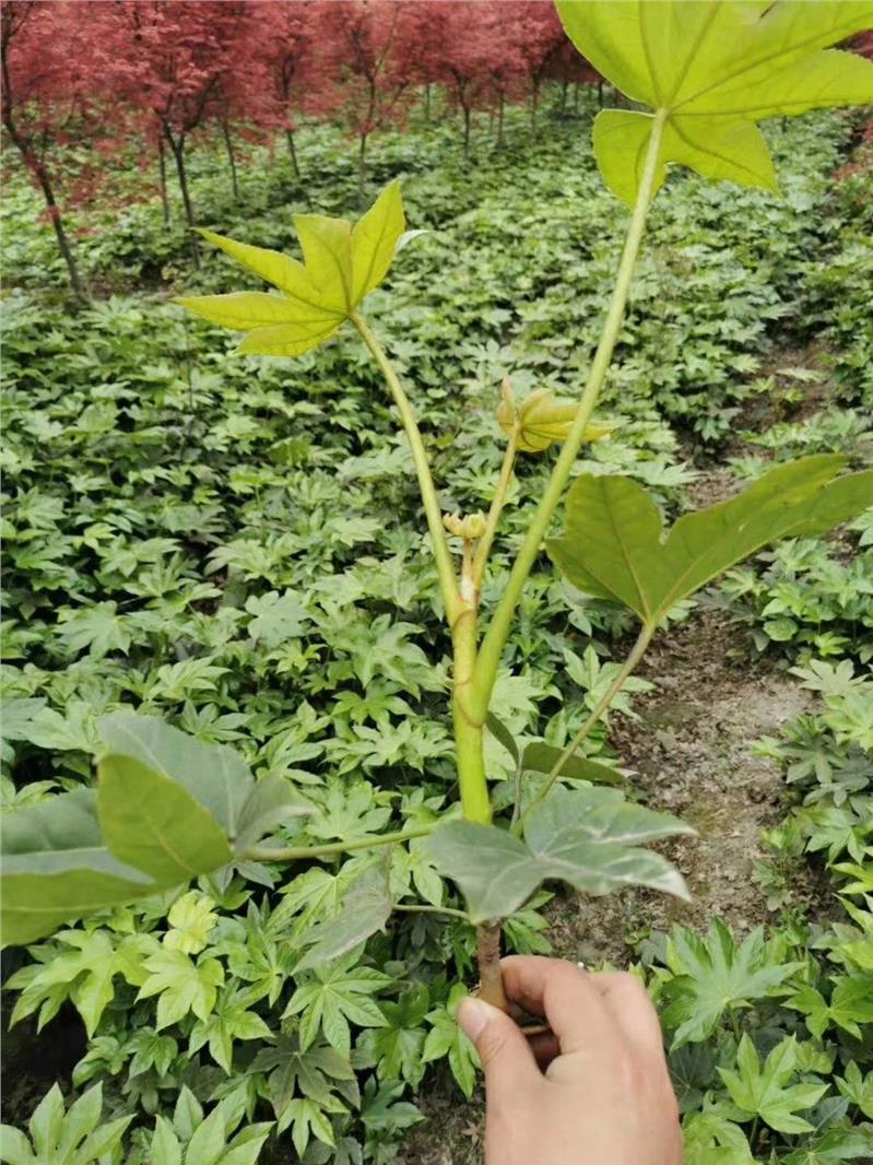 怒江三角梅基地四川灌木草花基地