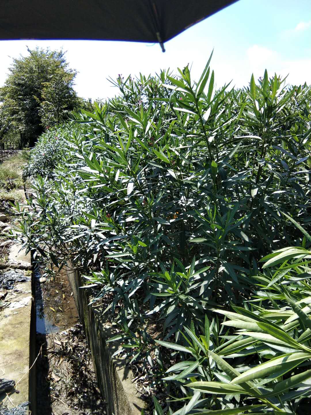 遂寧四川灌木草花基地 花草樹木批發 無差價