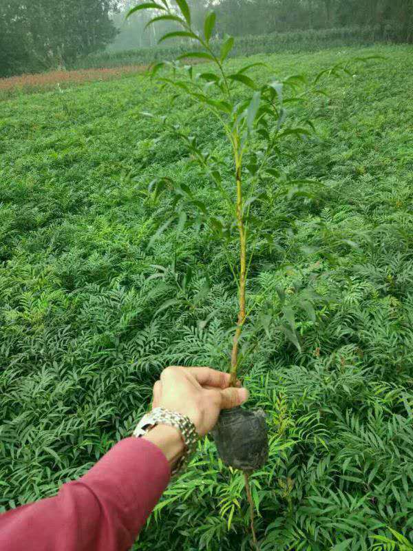 巴中四川灌木草花基地直销