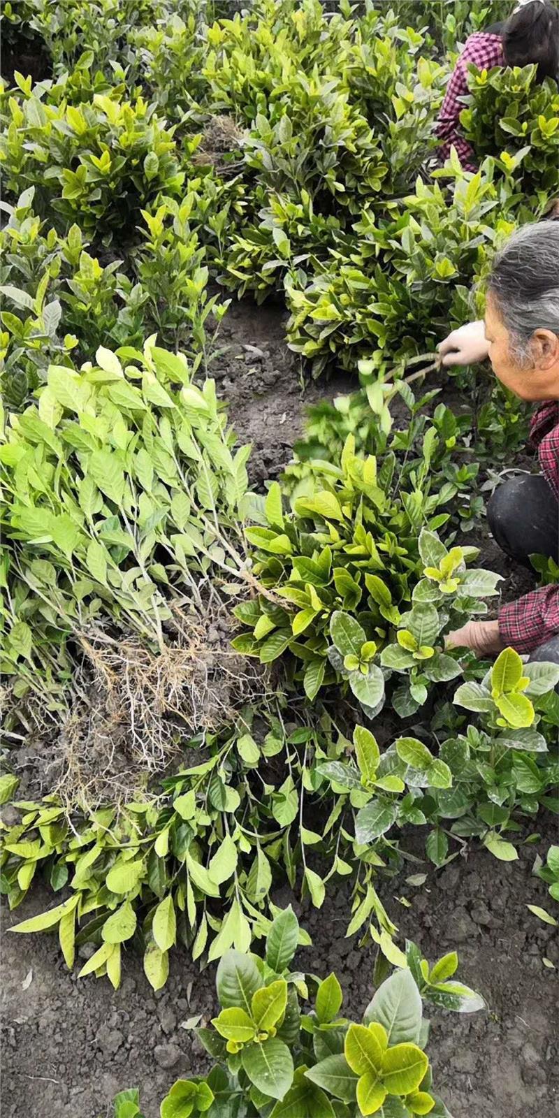 巴中四川灌木草花基地直销