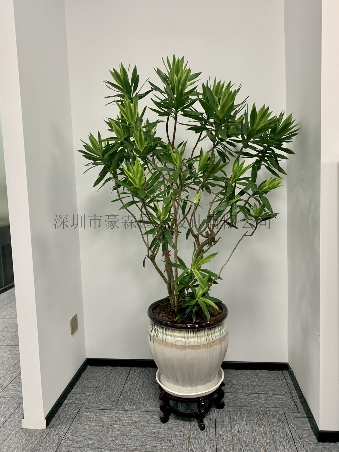 羅湖區(qū)落地植物出租價格表 綠化租擺 品種齊全