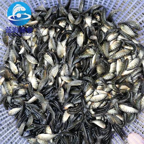 衡陽羅非魚苗批發價格 青吉富羅非魚苗 免費檢測水質