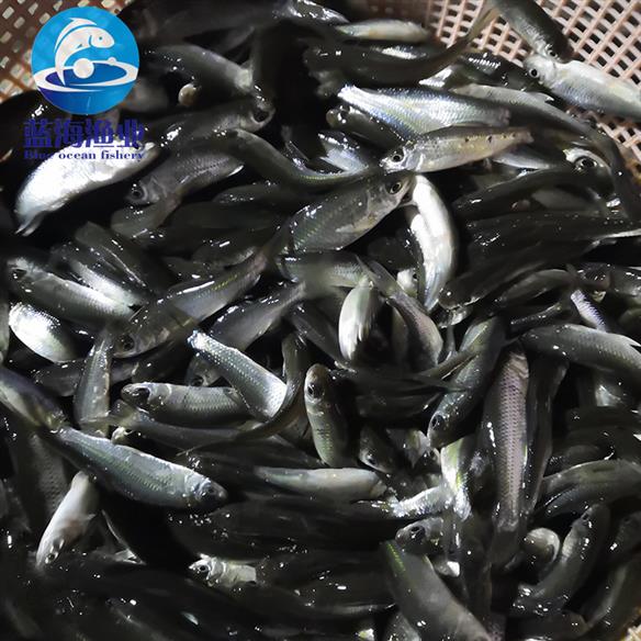 梅州泰鯪魚苗養殖場 泰鯪魚苗 免費檢測水質