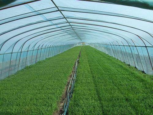 宣城蔬菜種植大棚設計 工程承接