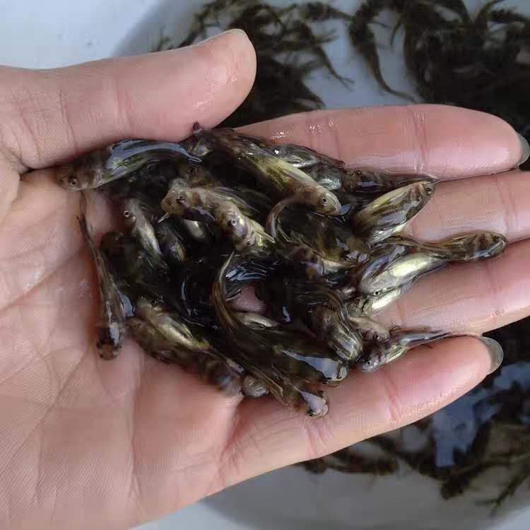 張家界黃丫頭苗養殖方法 黃丫頭 怎么提高存活率