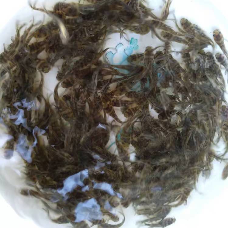 汕頭黃骨魚苗廠家 黃臘丁 上門回收魚苗
