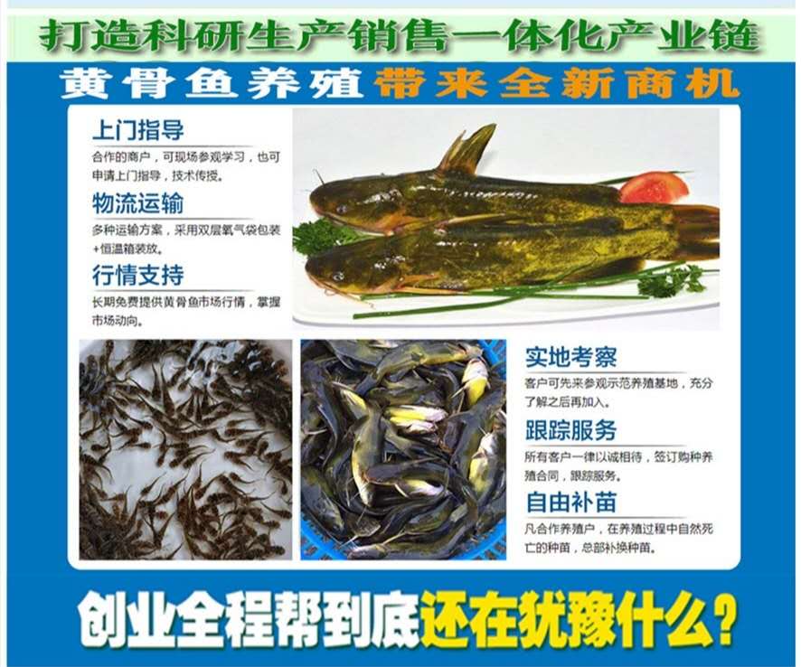 婁底黃顙魚回收 黃臘丁 黃顙魚養(yǎng)殖成本及利潤