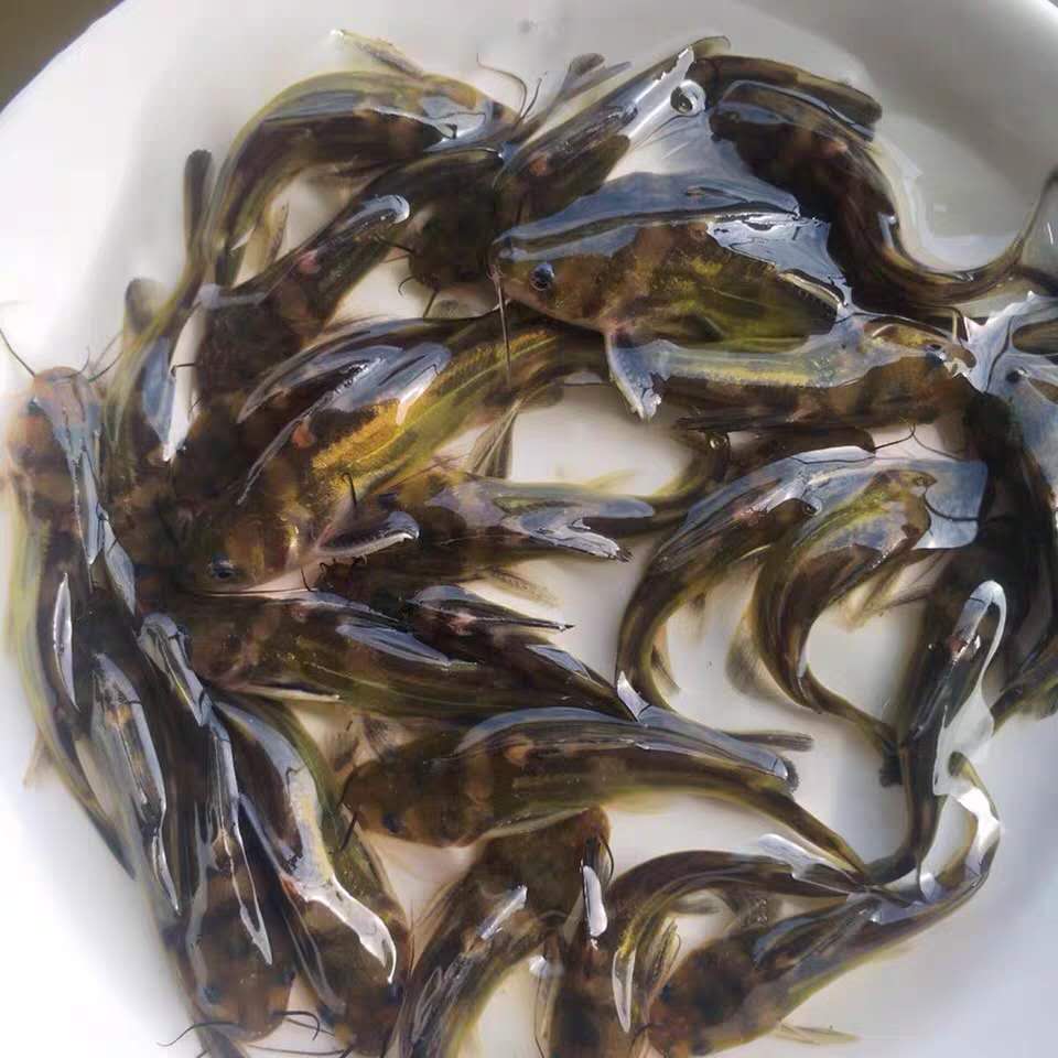 金華黃骨魚苗價格 黃臘丁 上門回收魚苗