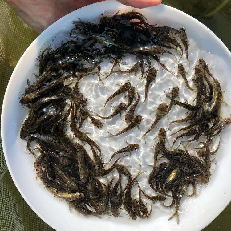 衢州黃丫頭苗批發(fā) 黃丫頭 提供養(yǎng)殖技術(shù)