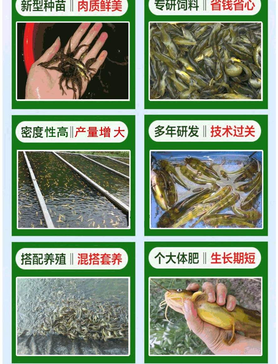 郴州黃丫頭苗廠家 黃骨魚 上門回收魚苗