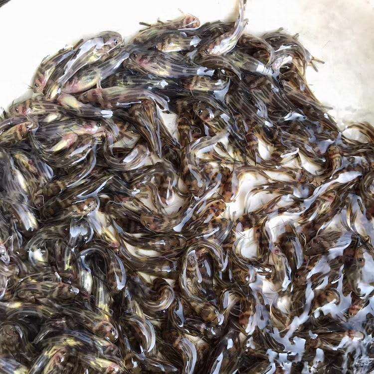 中山黃骨魚苗養(yǎng)殖基地 黃骨魚 黃顙魚養(yǎng)殖成本及利潤