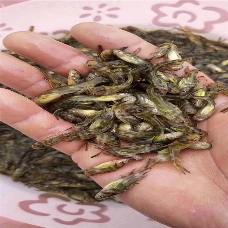 潮州黃丫頭苗養(yǎng)殖基地 黃骨魚 送貨上門