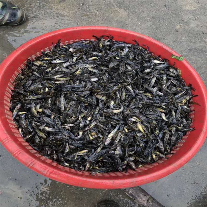 吉安黃骨魚養殖 黃骨魚 黃顙魚苗的養殖方法