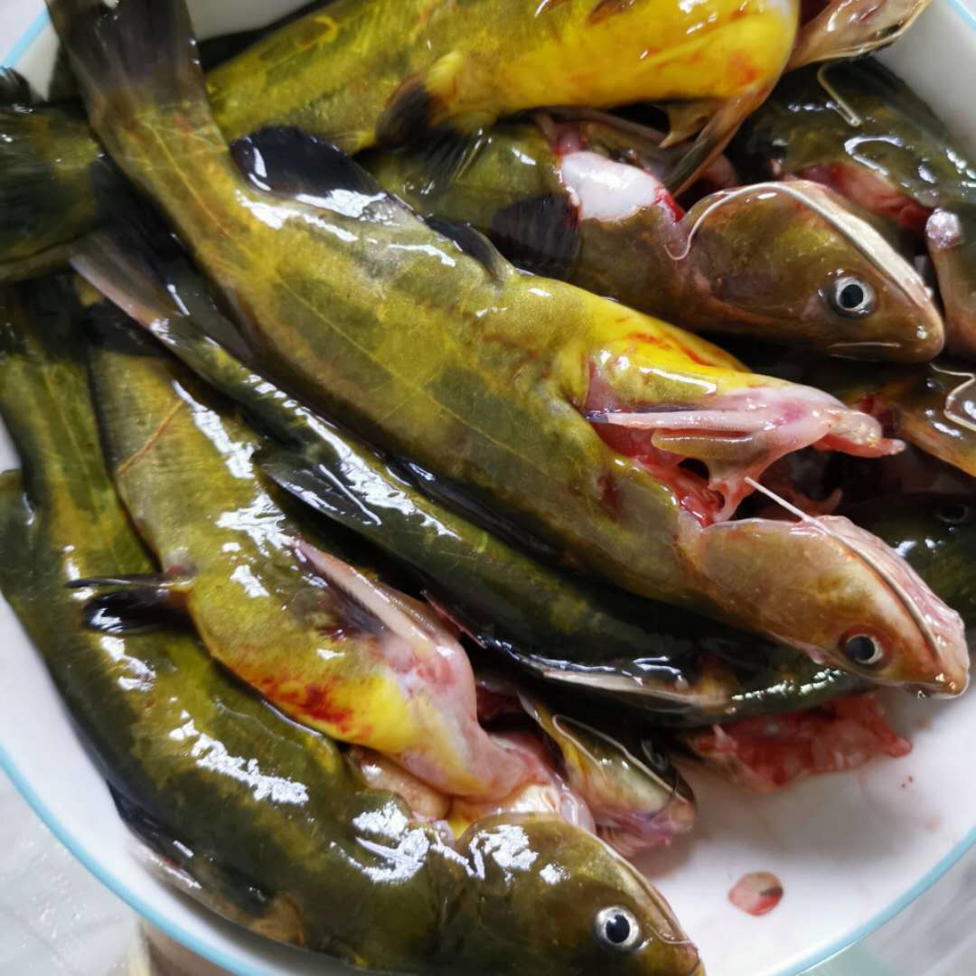 溫州黃骨魚苗養殖基地 黃丫頭 免費教養殖