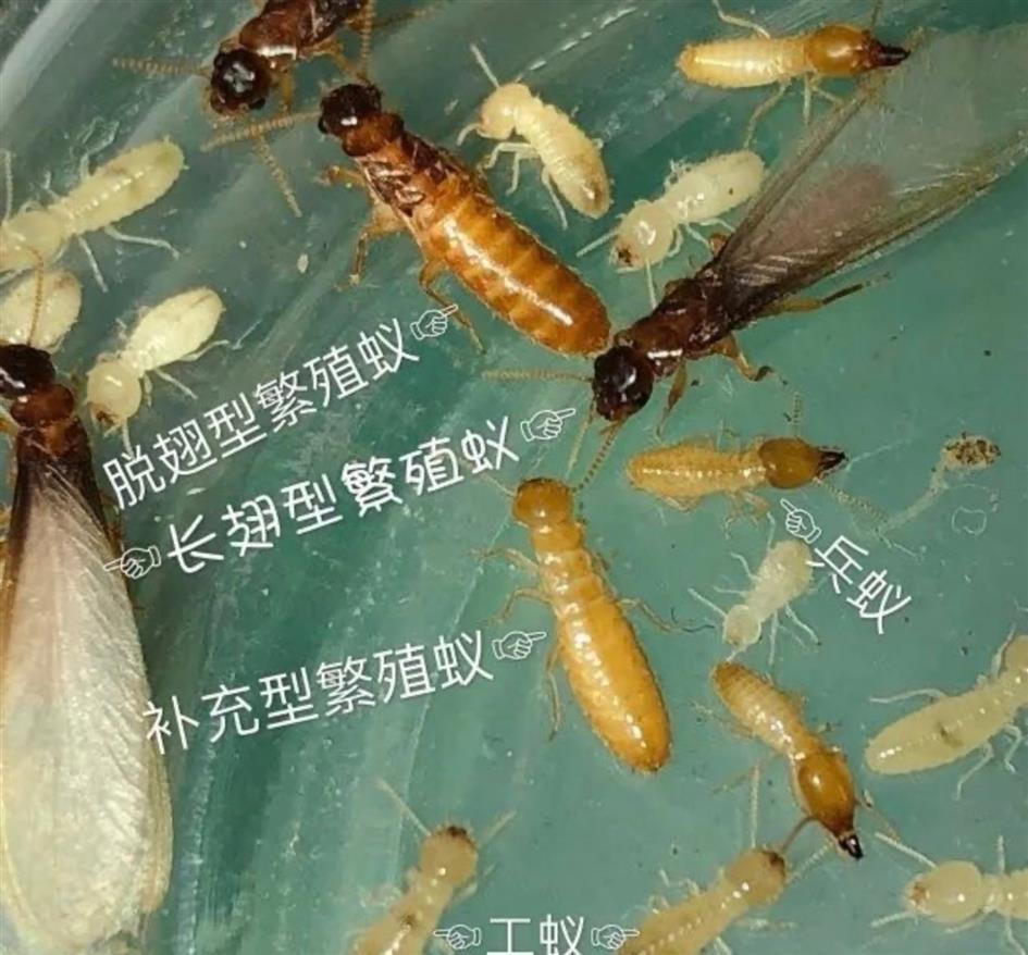 除四害 安全無味效果好 四川內江白蟻防治公司