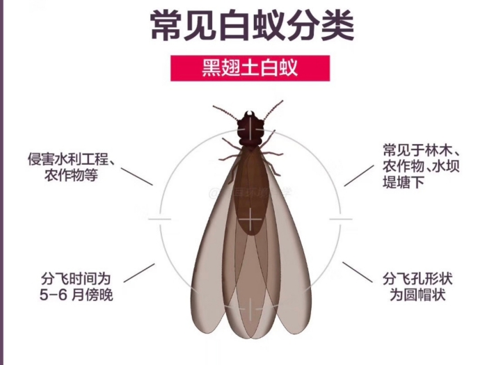 四川大竹工厂白蚁防治