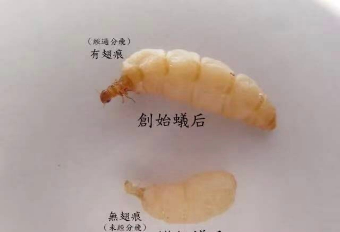資陽市寫字樓白蟻防治