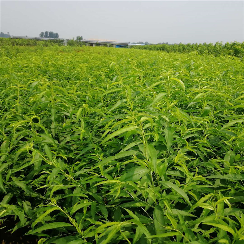 4公分瑞雪冬桃桃苗种植基地