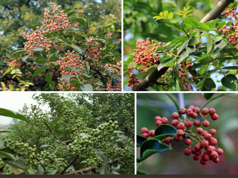 甘南花卉苗圃資產評估公司 經驗豐富