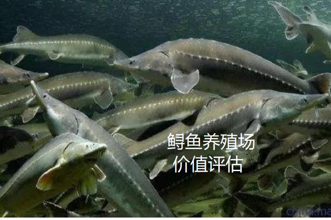鷹潭魚(yú)塘評(píng)估公司 收費(fèi)透明
