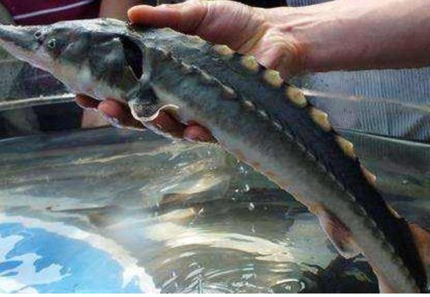南陽魚塘資產評估標準