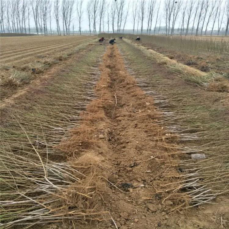 早熟黄桃黄金蜜1号桃树苗基地价格