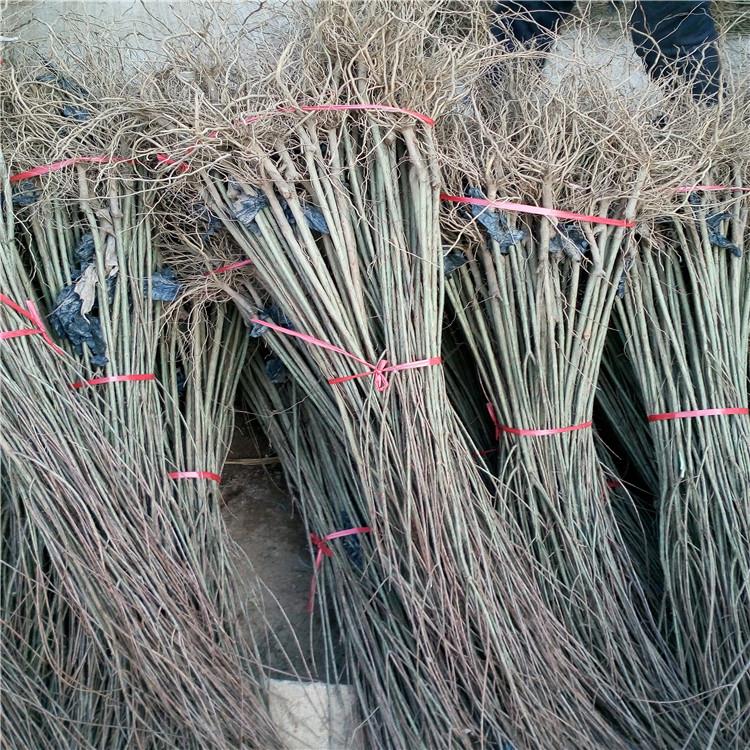 大青皮石榴樹(shù)苗、黑籽石榴樹(shù)苗