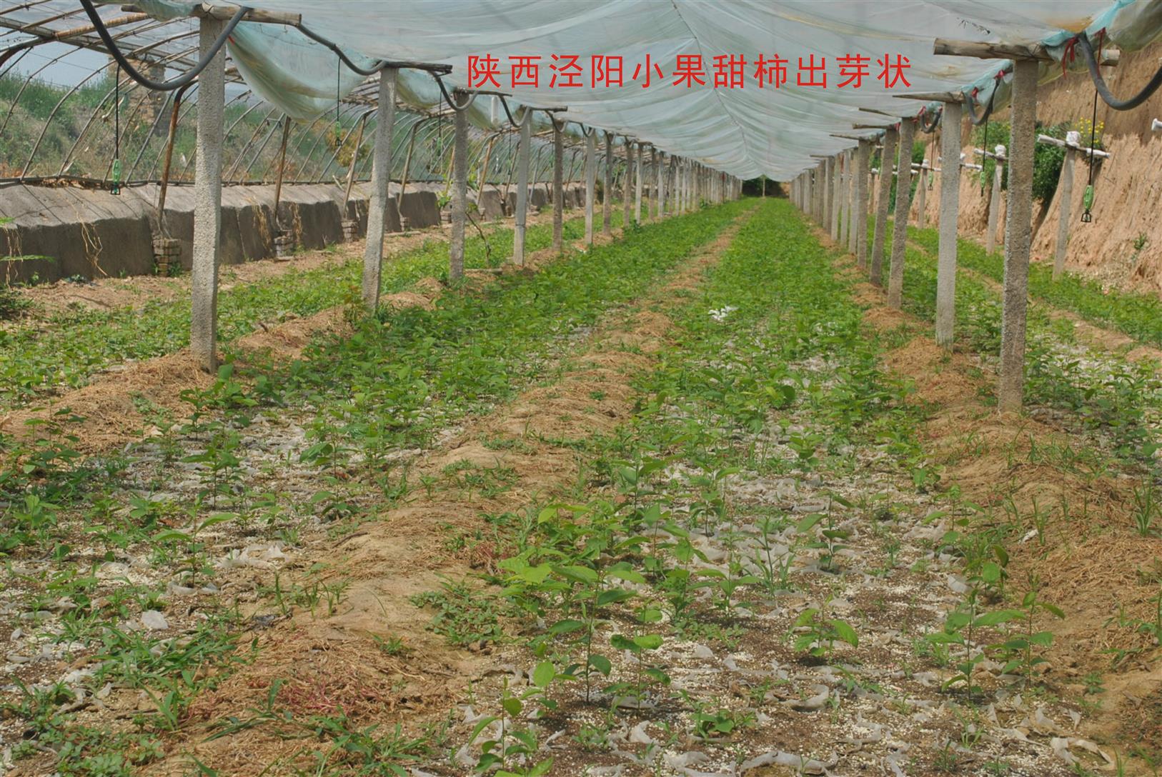 小果甜柿是一種什么植物 太秋甜柿苗2020年價格