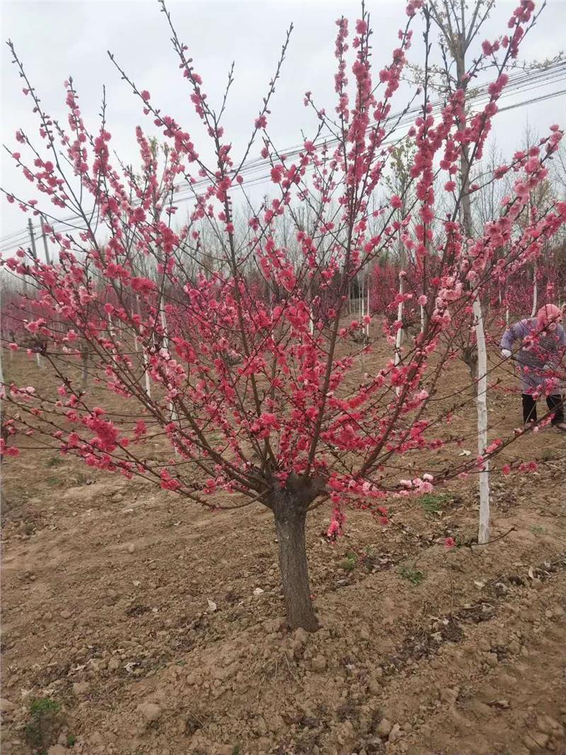 湛江红叶李批发