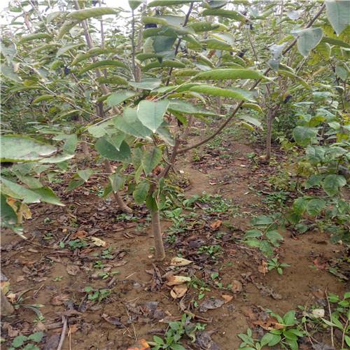 2公分俄羅斯8號(hào)櫻桃苗價(jià)格