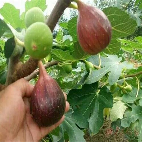 豐產黃花果苗、早熟無花果苗