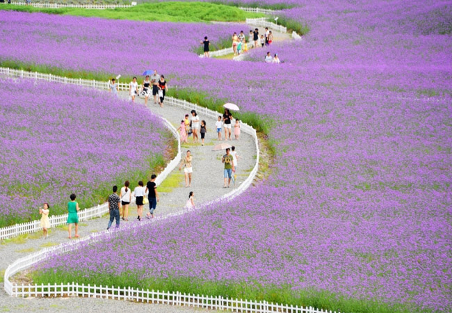 花海景观