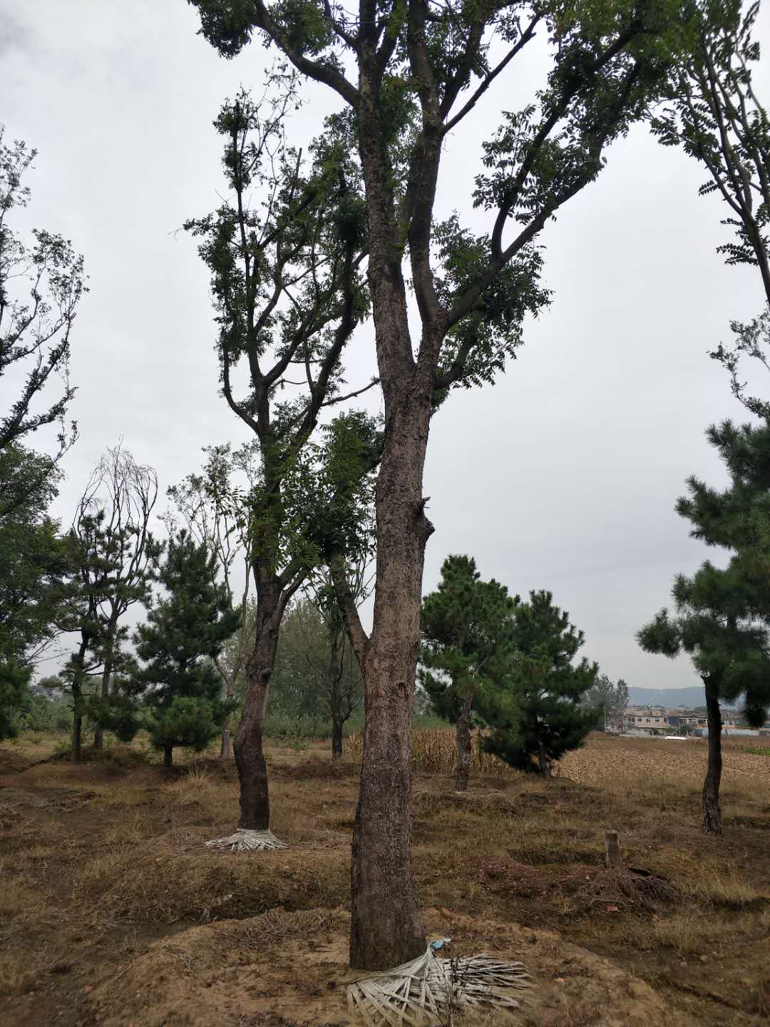 河北丛生黄连木 出售黄连木 低价苗木批发