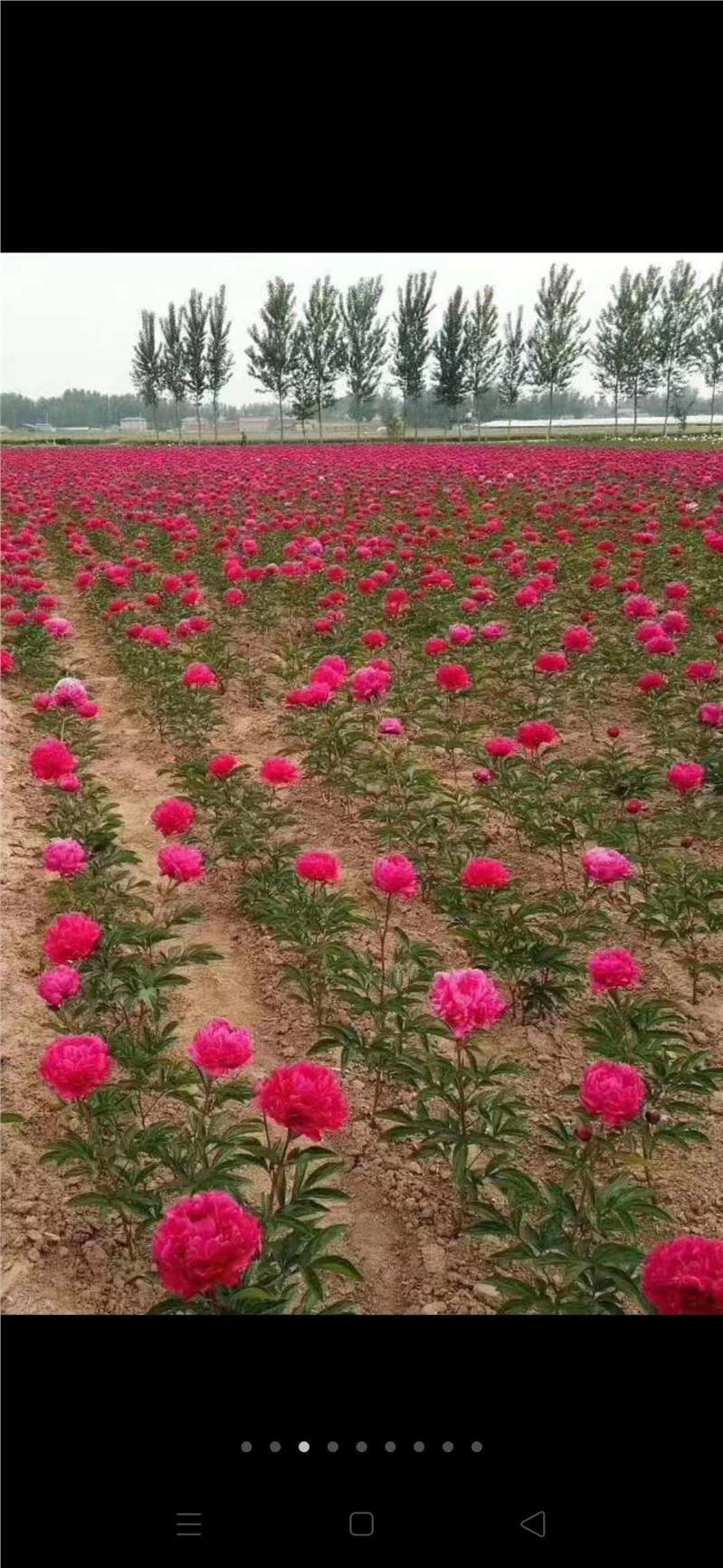 沈阳芍药苗价格