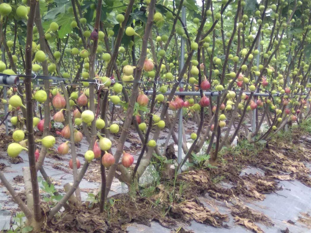 上饒兩公分波姬紅優質無花果苗