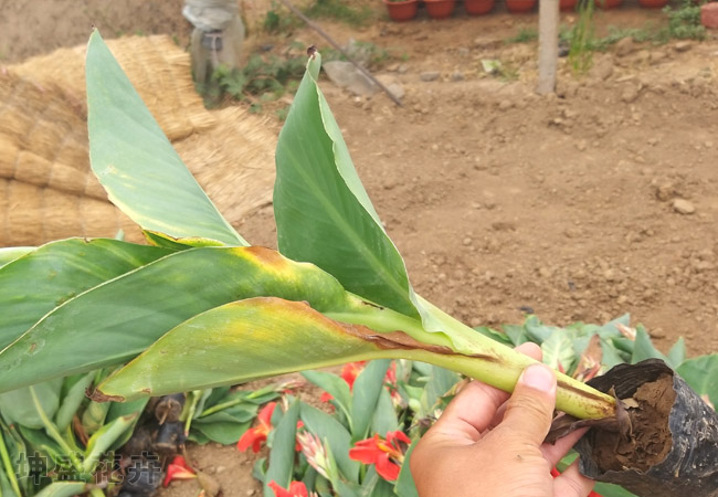 八宝景天 江西荷兰菊批发 基地供应 价格优惠