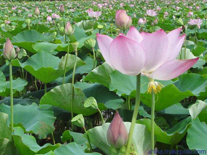 白莲藕种植基地