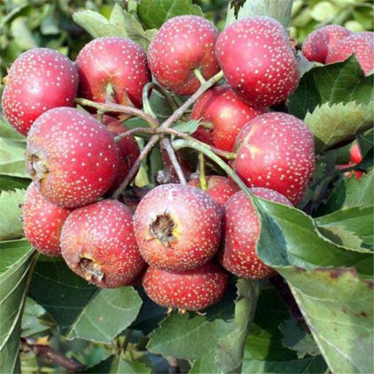 遼寧紅肉山楂苗種植技術 提供技術支持