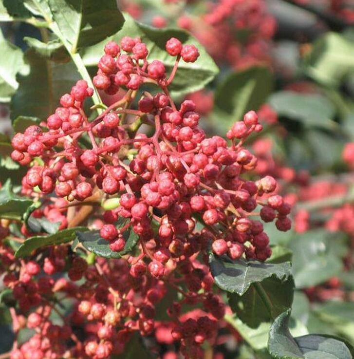 周口市无刺花花椒苗产地